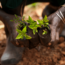 Close up of a Black person's hands holding six seedlings. They're crouched down in a garden.
