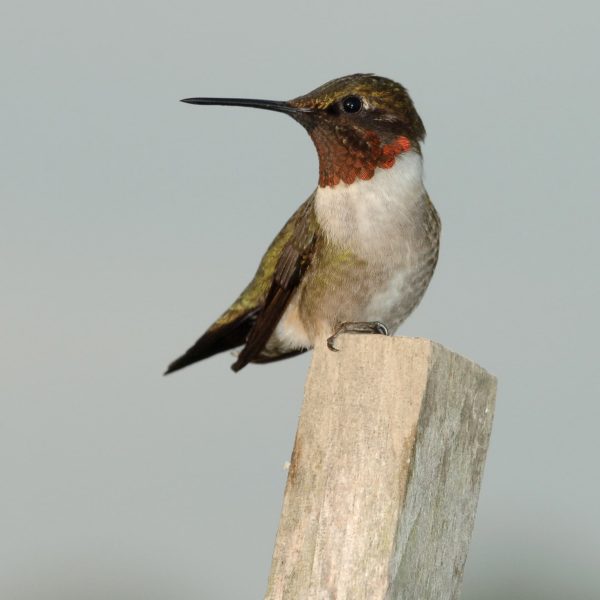 Ruby-throated hummingbird sitting on a small wood post.