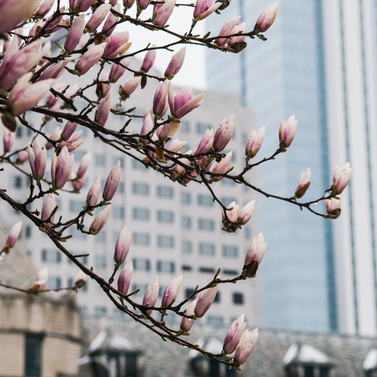 Tree branch with pink and white blossoms with tall city buildings in the background.